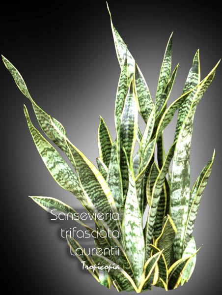 Sansevieria - Sansevieria trifasciata Laurentii - Langue de belle mère - Snake plant